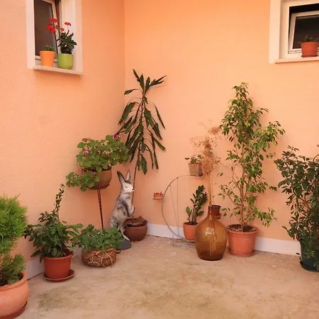 Ivan Dolac 8734d Appartement Jelsa (Hvar)